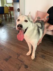 Lost Male Dog last seen Appletree Loop, Colorado Springs, CO 80925