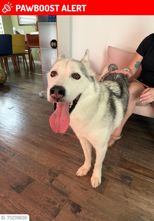 Lost Male Dog last seen Appletree Loop, Colorado Springs, CO 80925