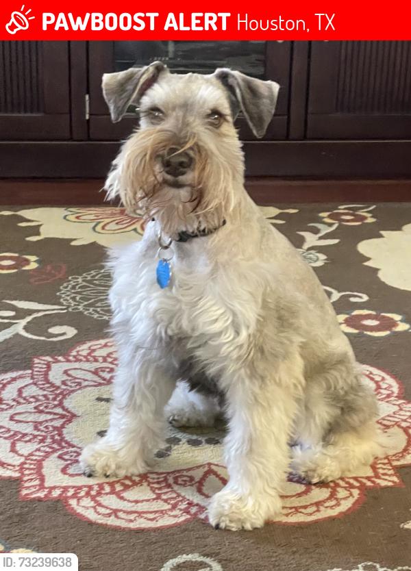 Lost Female Dog last seen Hillister& Hilmont, Houston, TX 77040