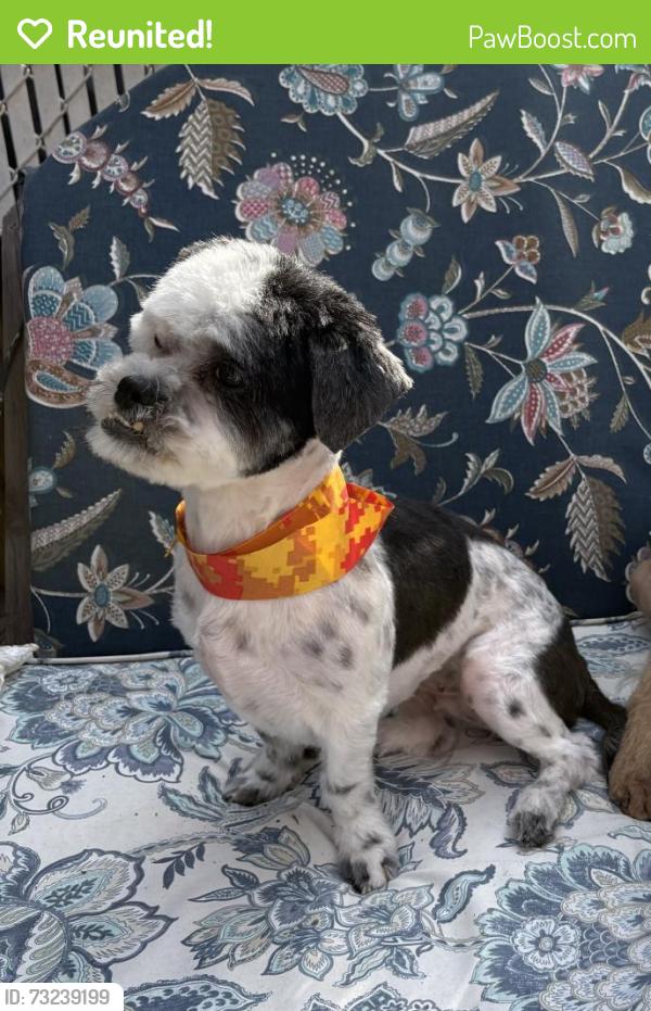 Reunited Female Dog last seen Randolph ave and Clifton ave. By the park next to the church, Clifton, NJ 07013