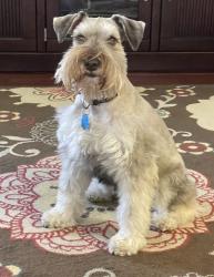 Lost Female Dog last seen Hillister& Hilmont, Houston, TX 77040
