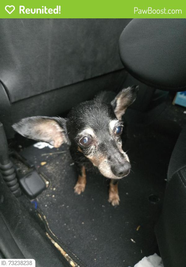 Reunited Female Dog last seen Near Calico Pointe Cir, Groveland, FL 34736, Groveland, FL 34736