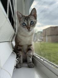 Lost Female Cat last seen Nighthawk Ln, Beaumont, CA 92223