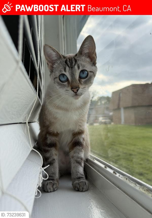 Lost Female Cat last seen Nighthawk Ln, Beaumont, CA 92223