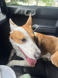 Found/Stray Female Dog last seen Wall Triana and governors dr, Huntsville, AL 35801