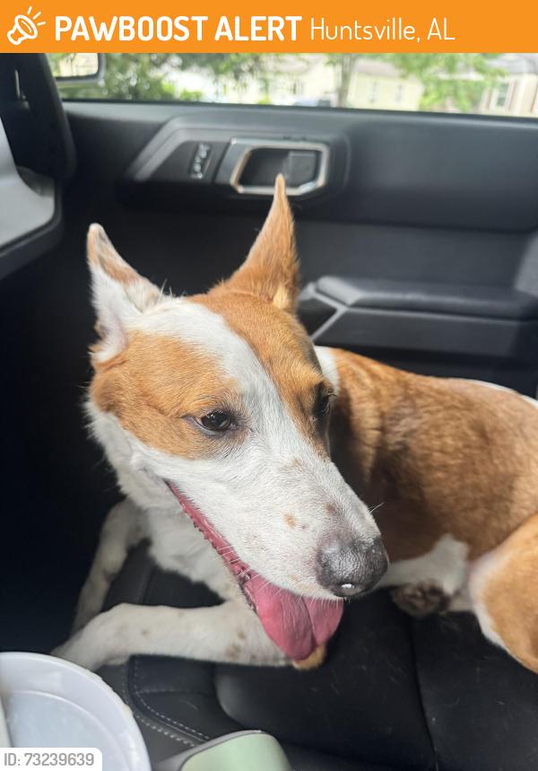 Found/Stray Female Dog last seen Wall Triana and governors dr, Huntsville, AL 35801