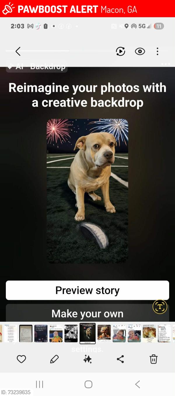 Lost Male Dog last seen Brownlee drive, Macon, GA 31213