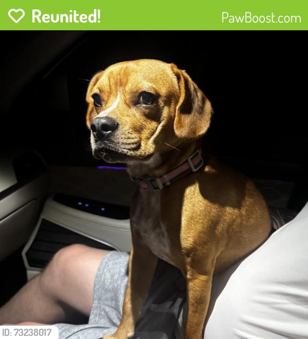 Reunited Male Dog last seen Vawter Corner Road, 1/2 mile from Doctors Road, Louisa County, VA 23093