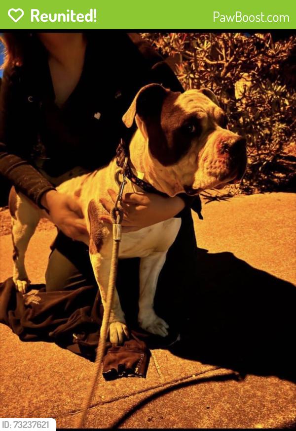 Reunited Female Dog last seen Carmel Ave, El Granada, CA 94018, USA, El Granada, CA 94018