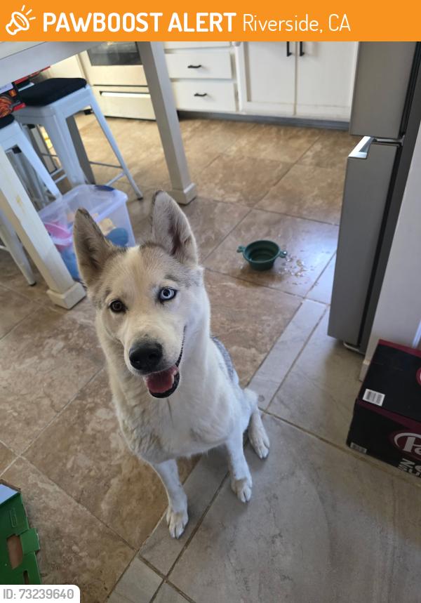 Found/Stray Female Dog last seen Cameron Dr and Morristown Dr, Riverside, CA 92505