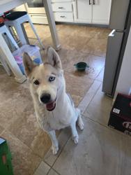 Found/Stray Female Dog last seen Cameron Dr and Morristown Dr, Riverside, CA 92505