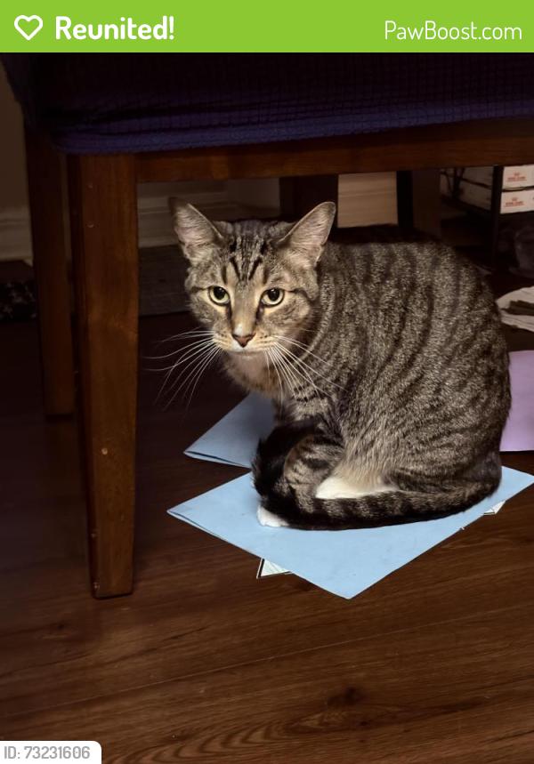 Reunited Male Cat last seen Martins Grove between dead river rd and woodlea rd, Tavares, FL 32778