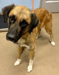 Shelter Stray Female Dog last seen Bermuda Rd, Stone Mountain, GA 30087, 30087, GA, 3280 Chamblee Dunwoody Rd, Chamblee, GA 30341, USA
