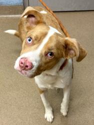 Shelter Stray Male Dog last seen Lawson Way Chamblee, GA 30341, 30341, GA, 3280 Chamblee Dunwoody Rd, Chamblee, GA 30341, USA