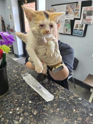 Shelter Stray Female Cat last seen old mill rd, New Bern, NC, 1639 Old Airport Rd, New Bern, NC 28562, USA