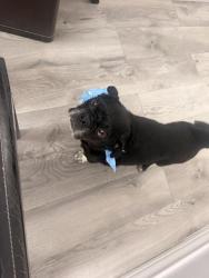 Found/Stray Male Dog last seen Ratliff st, San Benito, TX 78586