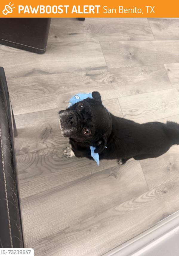 Found/Stray Male Dog last seen Ratliff st, San Benito, TX 78586