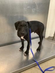 Shelter Stray Male Dog last seen Near South Freeway, South District, TX, 355 Hillshire Dr, Haslet, TX 76052, USA