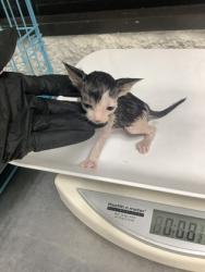 Shelter Stray Male Cat last seen Near W Seminary Dr, South District, TX, 355 Hillshire Dr, Haslet, TX 76052, USA