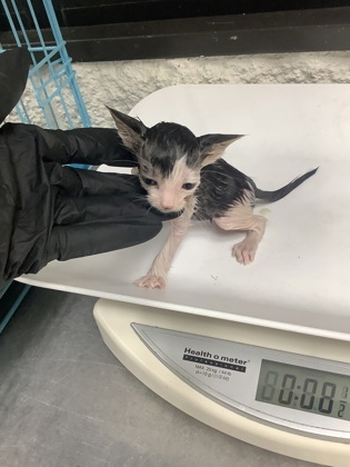 Shelter Stray Male Cat last seen Near W Seminary Dr, South District, TX, 355 Hillshire Dr, Haslet, TX 76052, USA