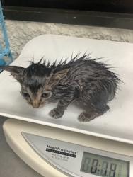 Shelter Stray Male Cat last seen Near W Seminary Dr, South District, TX, 355 Hillshire Dr, Haslet, TX 76052, USA