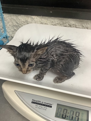 Shelter Stray Male Cat last seen Near W Seminary Dr, South District, TX, 355 Hillshire Dr, Haslet, TX 76052, USA