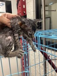 Shelter Stray Male Cat last seen Near W Seminary Dr, South District, TX, 355 Hillshire Dr, Haslet, TX 76052, USA