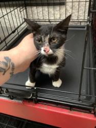 Shelter Stray Female Cat last seen Near Lawndale Avenue, South District, TX, 355 Hillshire Dr, Haslet, TX 76052, USA