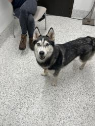 Shelter Stray Female Dog last seen Near Bridge Ave Sw, Atlanta, GA, 1251 Fulton Industrial Blvd NW, Atlanta, GA 30336, USA