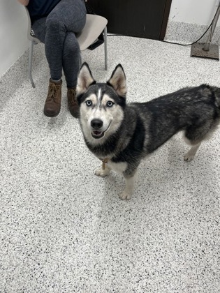 Shelter Stray Female Dog last seen Near Bridge Ave Sw, Atlanta, GA, 1251 Fulton Industrial Blvd NW, Atlanta, GA 30336, USA