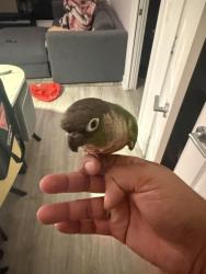 Lost Male Bird last seen Griffintown hotel, Montreal, QC 
