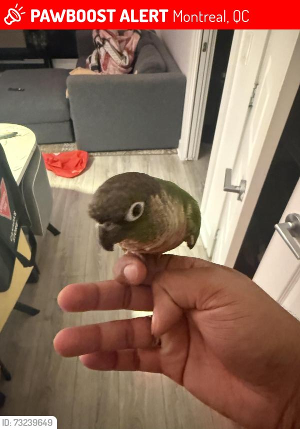 Lost Male Bird last seen Griffintown hotel, Montreal, QC 