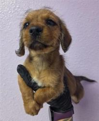 Shelter Stray Female Dog last seen Near Deer Ave., CITY of El Paso, TX, 5001 Fred Wilson Ave, El Paso, TX 79906, USA