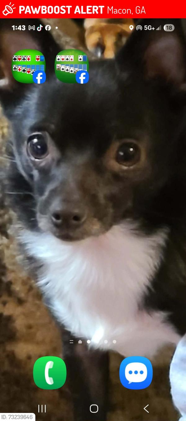 Lost Male Dog last seen Brownley drive Macon ga, Macon, GA 31206
