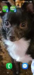 Lost Male Dog last seen Brownley drive Macon ga, Macon, GA 31206