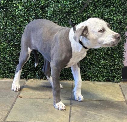 Shelter Stray Female Dog last seen Near GILES, EL PASO, TX, 79915, CITY of El Paso, TX, 5001 Fred Wilson Ave, El Paso, TX 79906, USA