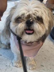 Shelter Stray Female Dog last seen Near Lebanon Ave., CITY of El Paso, TX, 5001 Fred Wilson Ave, El Paso, TX 79906, USA