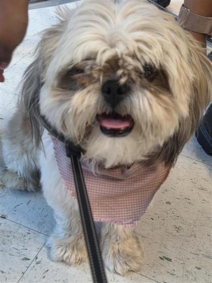 Shelter Stray Female Dog last seen Near Lebanon Ave., CITY of El Paso, TX, 5001 Fred Wilson Ave, El Paso, TX 79906, USA