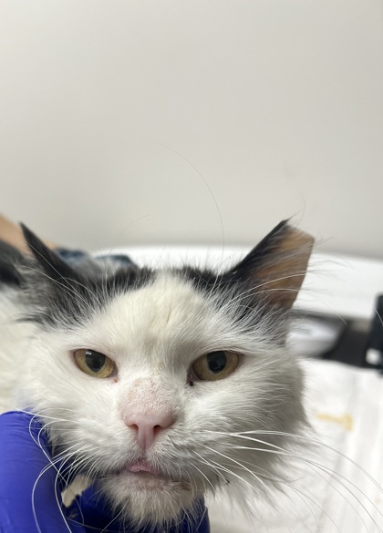 Shelter Stray Male Cat last seen Near COCHISE CT, Rancho Cordova, CA, 6201 Florin Perkins Rd, Sacramento, CA 95828, USA