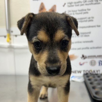 Shelter Stray Female Dog last seen Near Scott & White Dr, City of College Station, TX, 5359 Leonard Rd, Bryan, TX 77807, USA