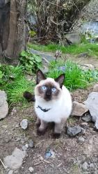 Lost Male Cat last seen Near se aspen summit drive, Portland, OR 97266