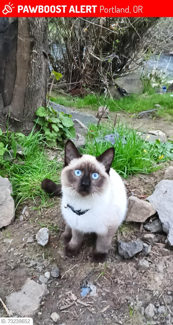 Lost Male Cat last seen Near se aspen summit drive, Portland, OR 97266