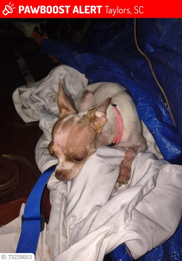 Lost Female Dog last seen West belveue road and piedmont park rd., Taylors, SC 29687