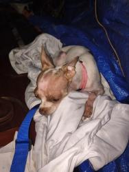 Lost Female Dog last seen West belveue road and piedmont park rd., Taylors, SC 29687