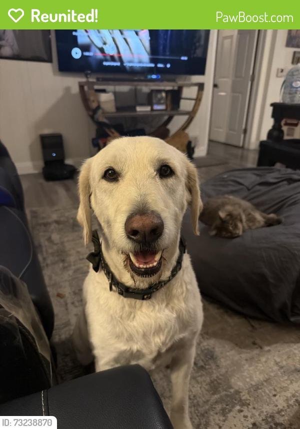 Reunited Male Dog last seen Near S Citrus St, West Covina, CA 91791, USA, West Covina, CA 91791