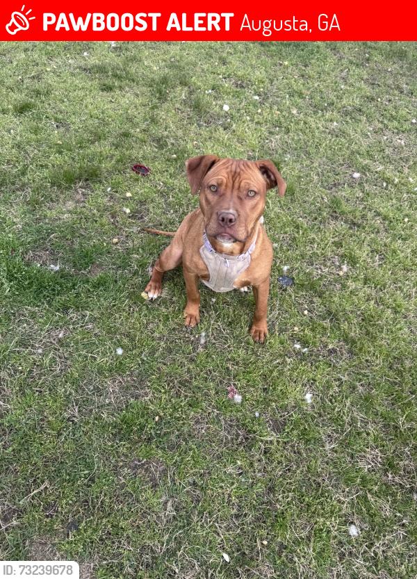 Lost Male Dog last seen Crawford Creek near the Evans/Martinez GA area, Augusta, GA 30907