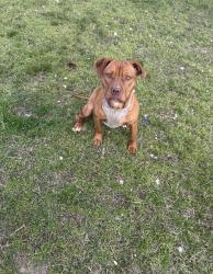 Lost Male Dog last seen Crawford Creek near the Evans/Martinez GA area, Augusta, GA 30907