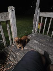 Lost Female Dog last seen Strimple ave, minerva ave, kilbourn ave 43229, Columbus, OH 43229