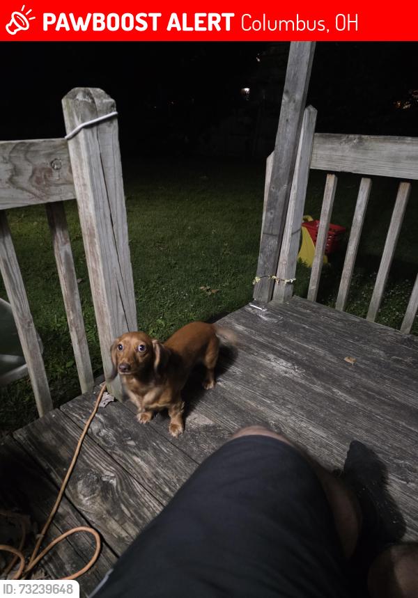 Lost Female Dog last seen Strimple ave, minerva ave, kilbourn ave 43229, Columbus, OH 43229