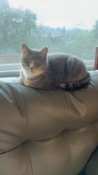 Lost Female Cat last seen Concord and Theissan, Milwaukie, OR 97267